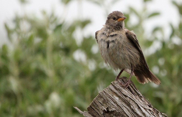 Rose-coloured Starling