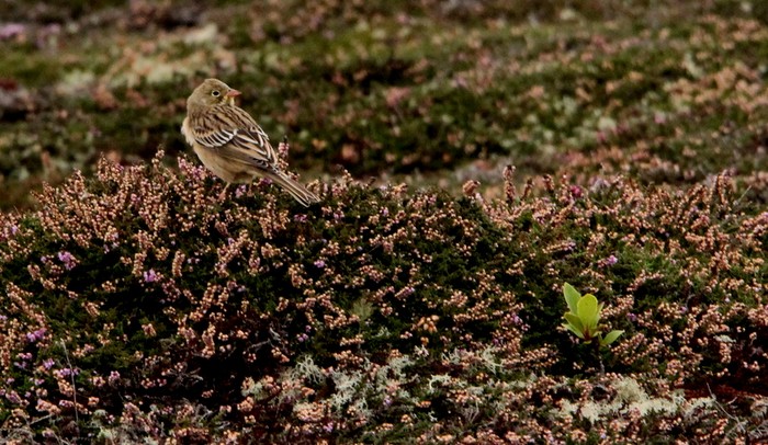 Ortolan Bunting