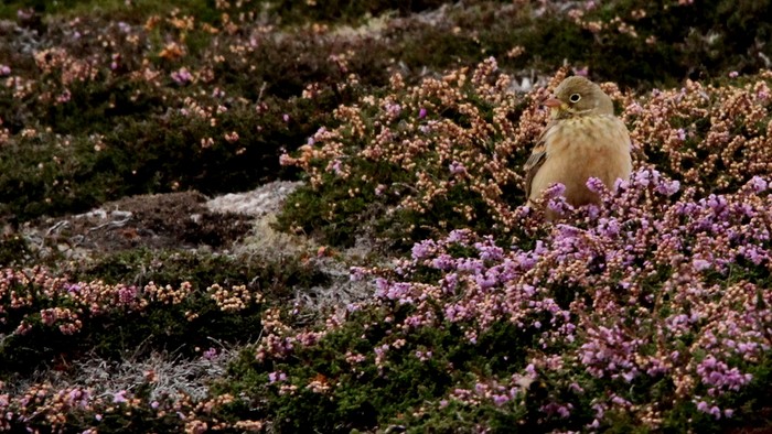 Ortolan Bunting