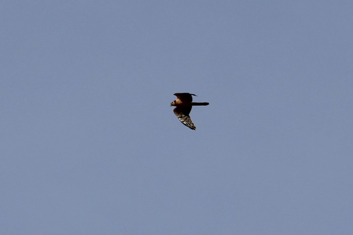Pallid Harrier