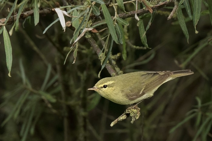 Green Warbler