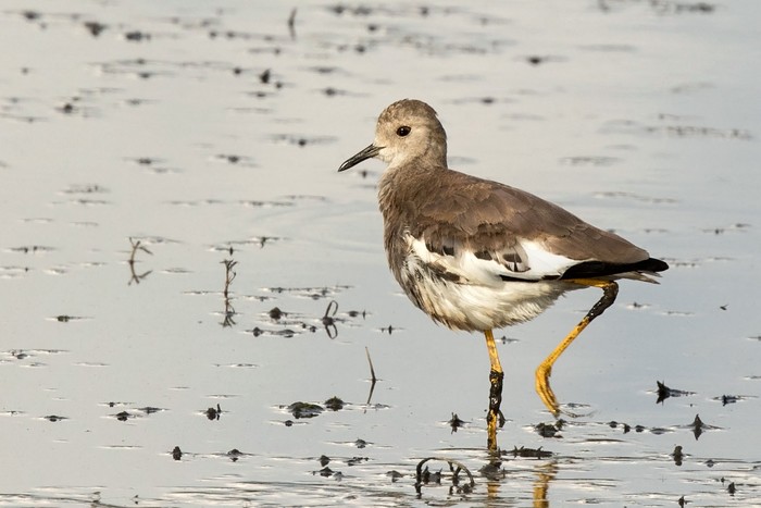 White-tailed Lapwing