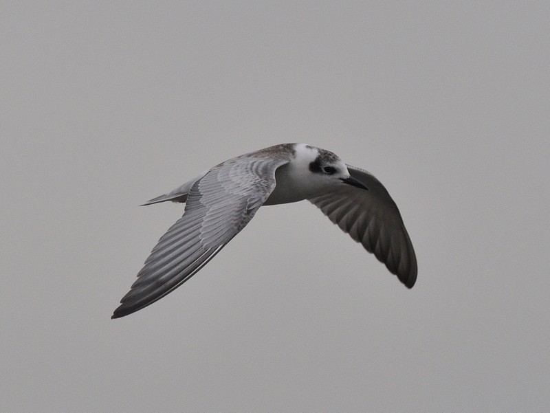 White-winged Black Tern