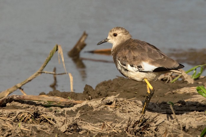 White-tailed Lapwing