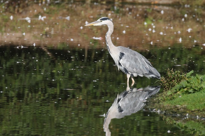 Grey Heron