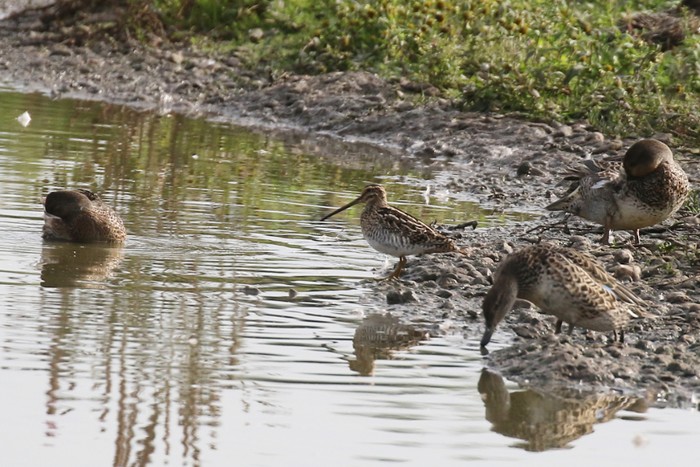 Snipe