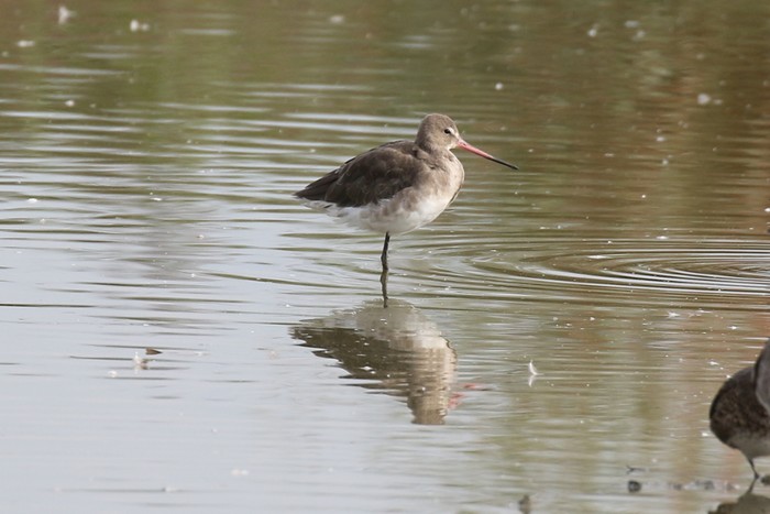 Black-tailed Godwit