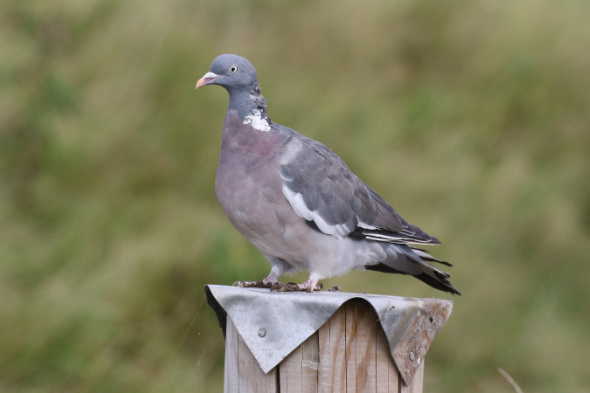 Woodpigeon