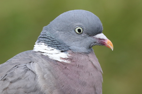 Woodpigeon