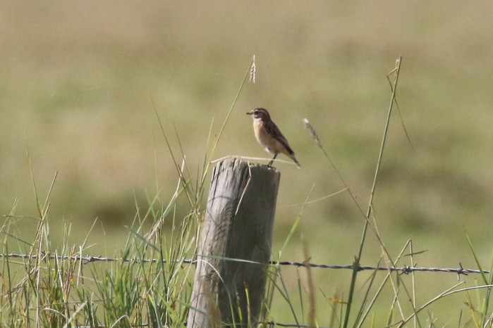 Whinchat