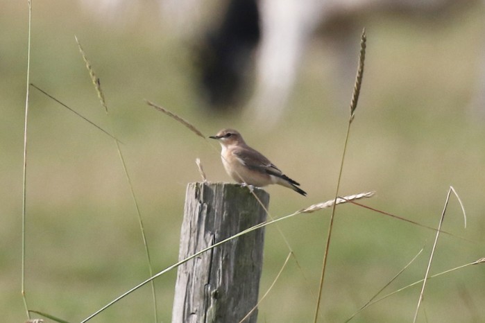 Wheatear