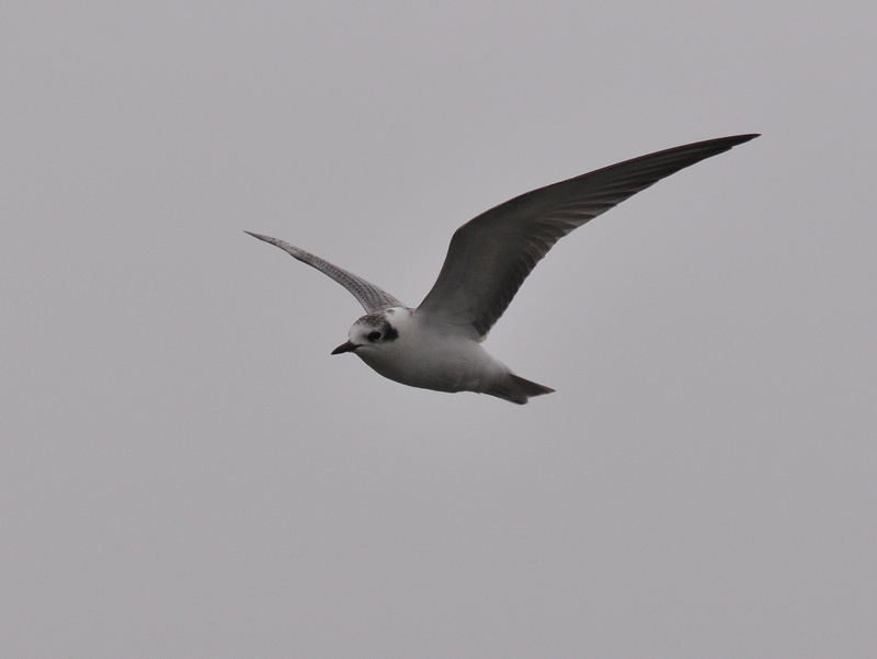 White-winged Black Tern