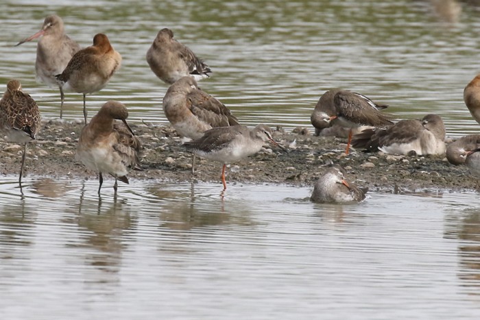 Spotted Redshank
