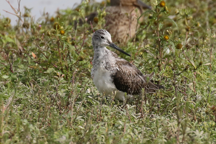 Greenshank