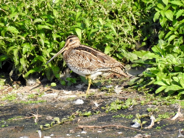 Snipe