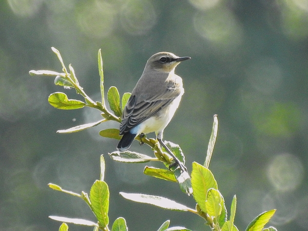 Wheatear