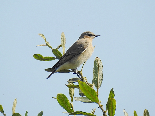 Wheatear