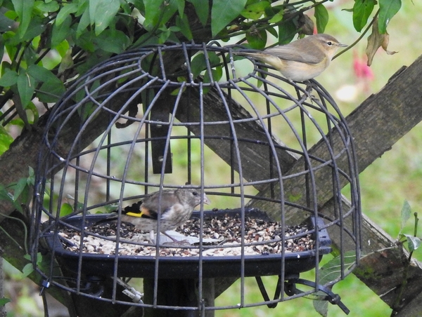 Chiffchaff