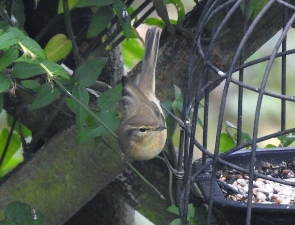Chiffchaff