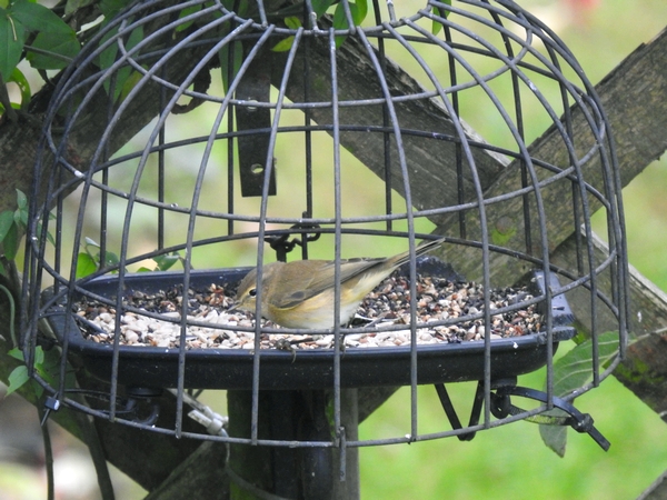 Chiffchaff