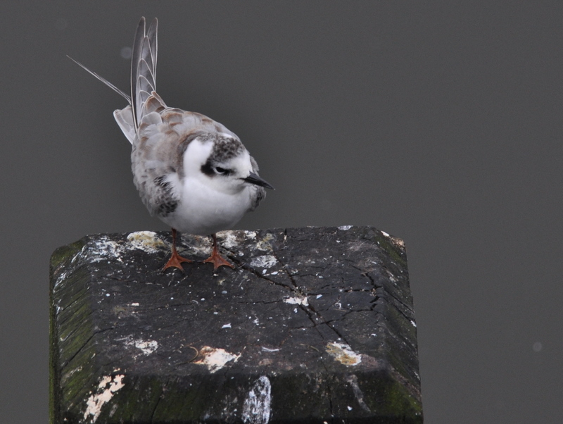 White-winged Black Tern