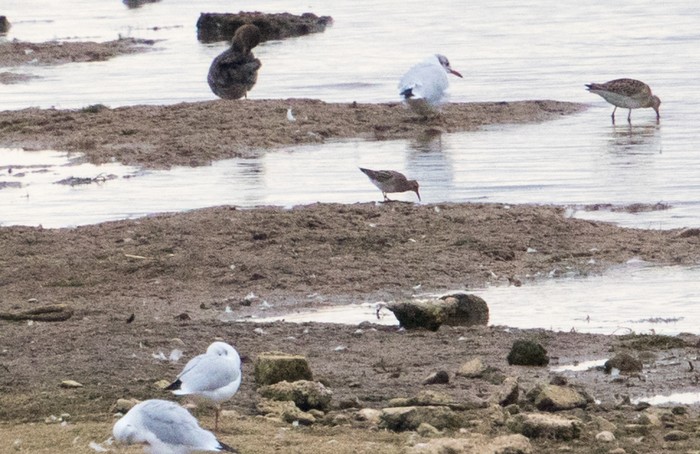 Pectoral Sandpiper