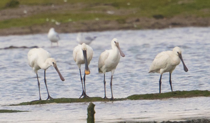 Spoonbill