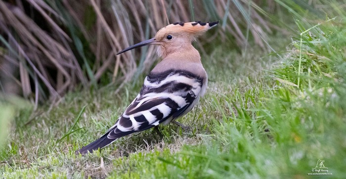 Hoopoe