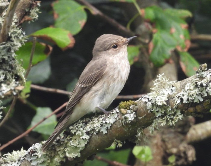 Spotted Flycatcher