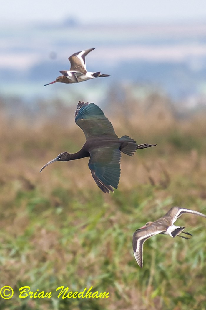 Glossy Ibis