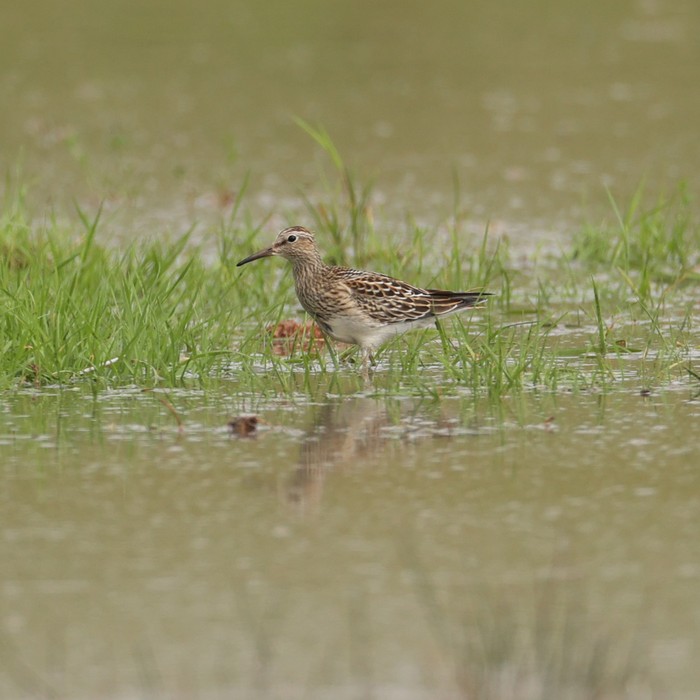 Pectoral Sandpiper