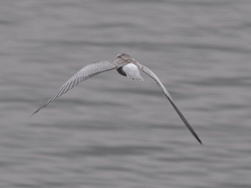 White-winged Black Tern
