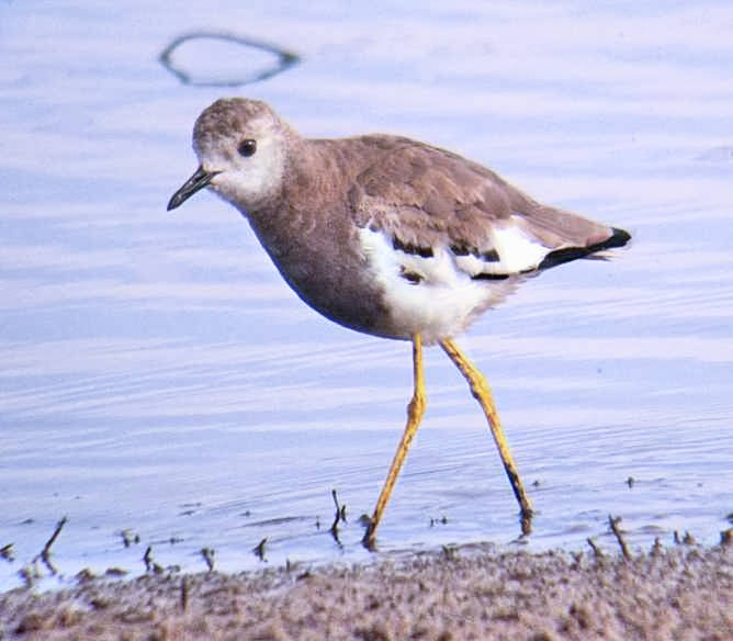 White-tailed Lapwing