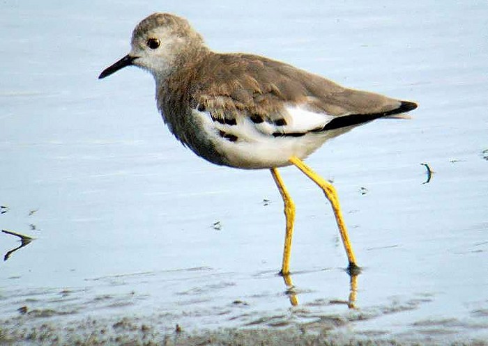 White-tailed Lapwing