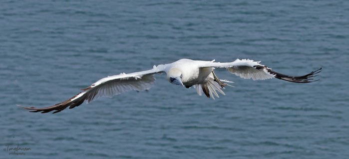 Gannet