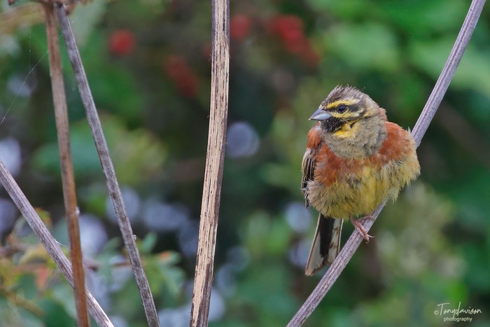 Cirl Bunting