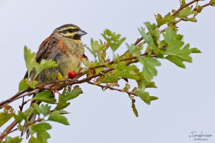 Cirl Bunting