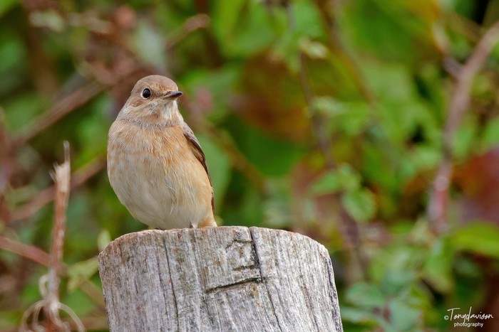 Redstart