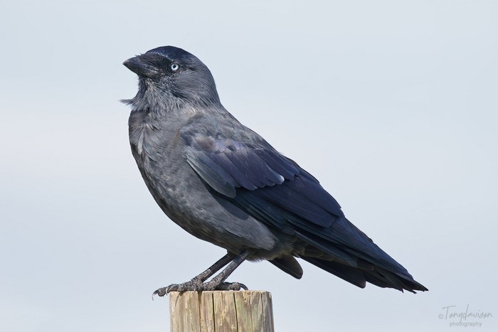Jackdaw