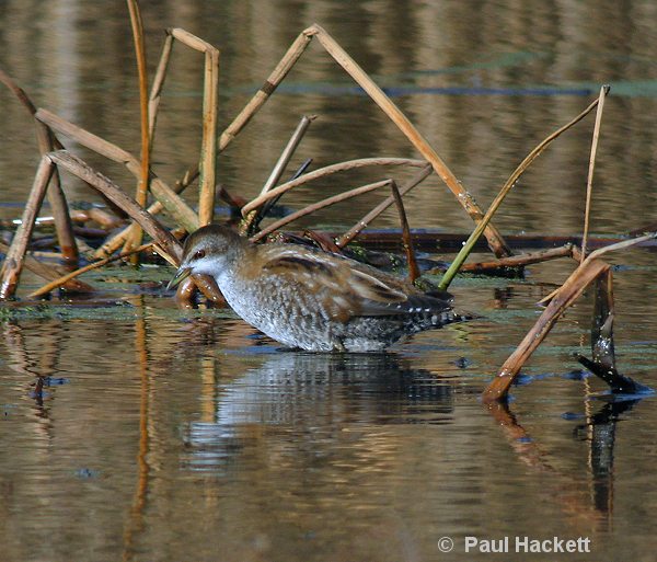 Little Crake