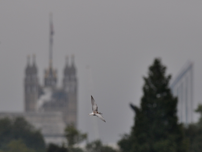 White-winged Black Tern