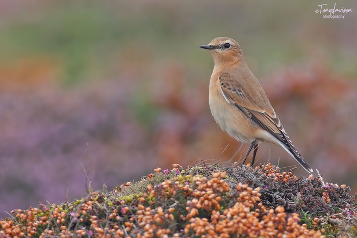 Wheatear