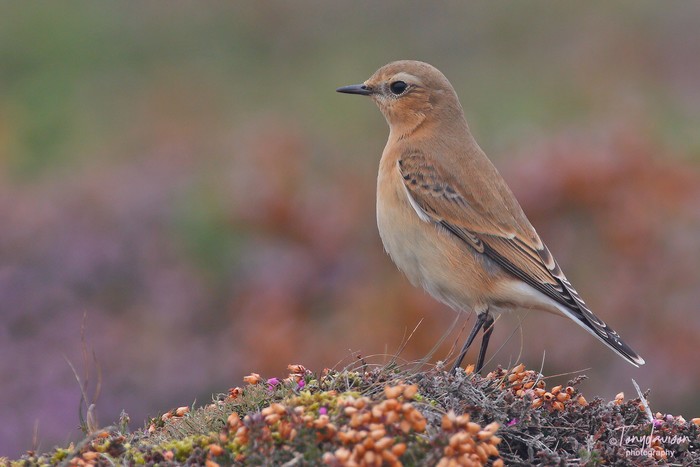 Wheatear