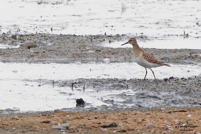 Pectoral Sandpiper