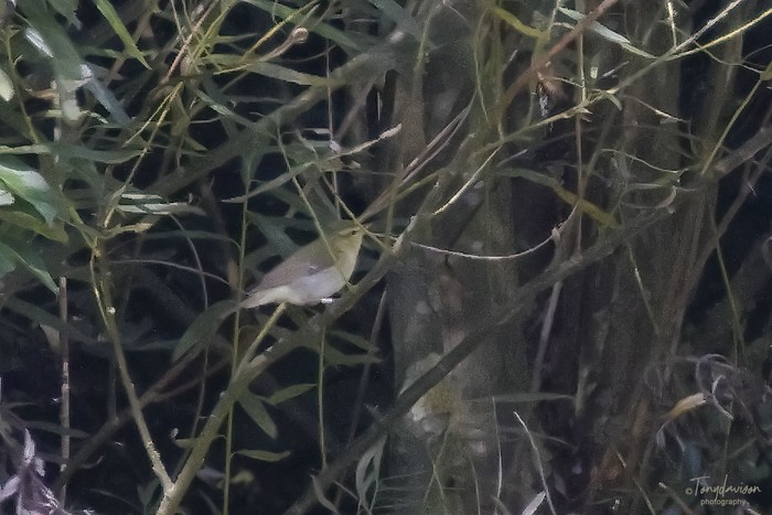 Green Warbler