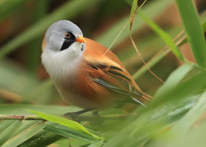 Bearded Tit
