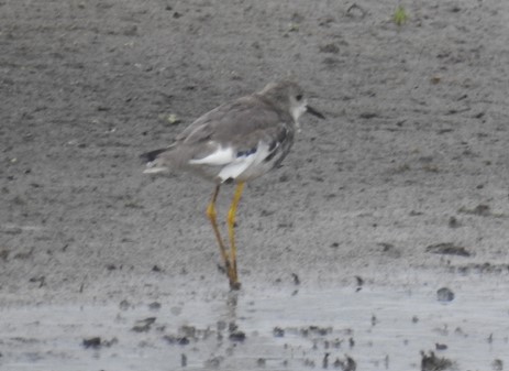 White-tailed Lapwing