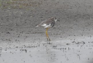 White-tailed Lapwing