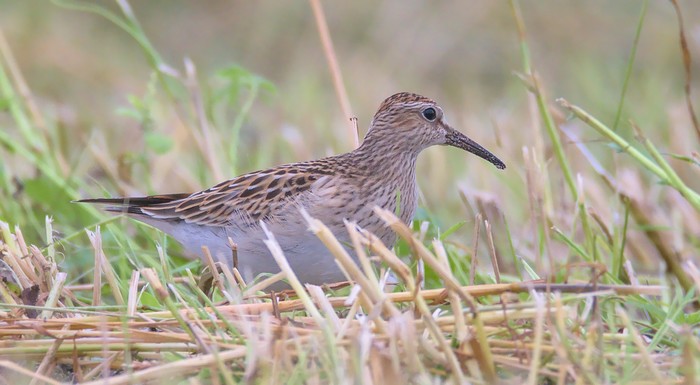 Pectoral Sandpiper