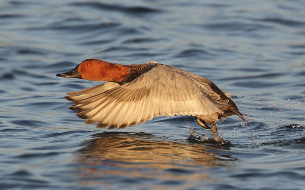 Pochard
